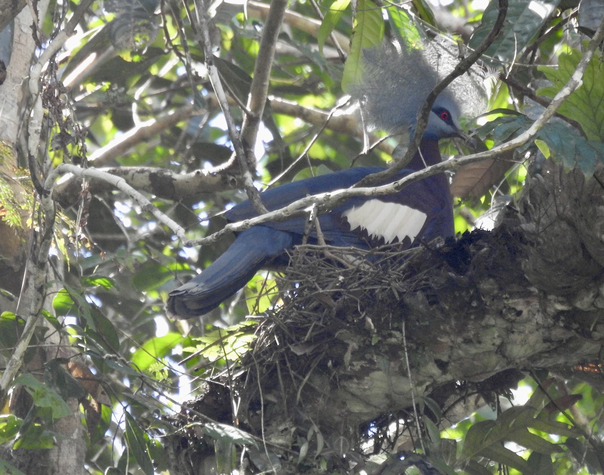 Sclater's Crowned-Pigeon - ML488836011