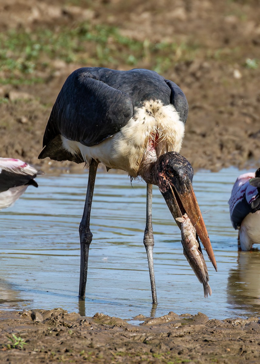 Marabou Stork - Steve Potter