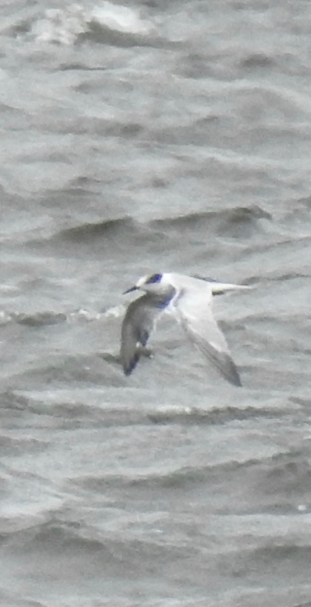 Common Tern - ML488836221