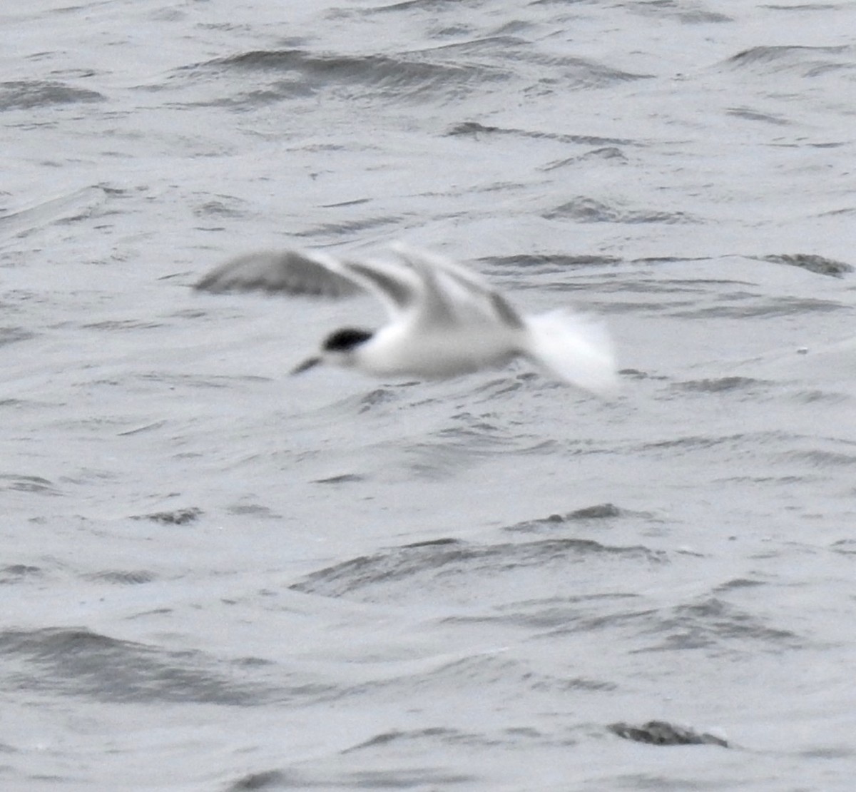 Common Tern - ML488836251