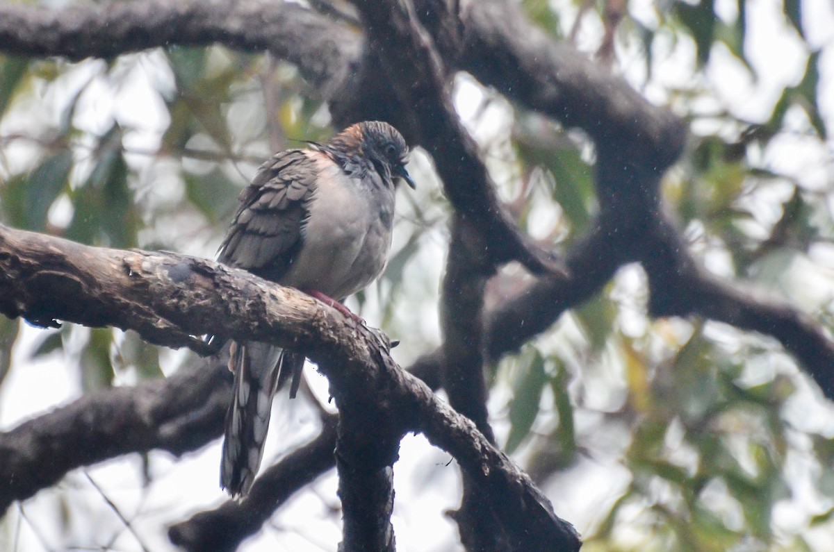 Bar-shouldered Dove - Harriet Neill