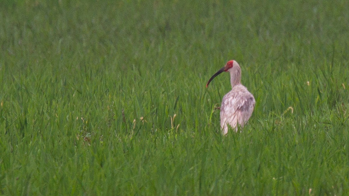 ibis čínský - ML488836831