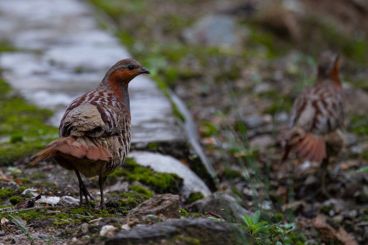 Chinese Bamboo-Partridge - ML488837151