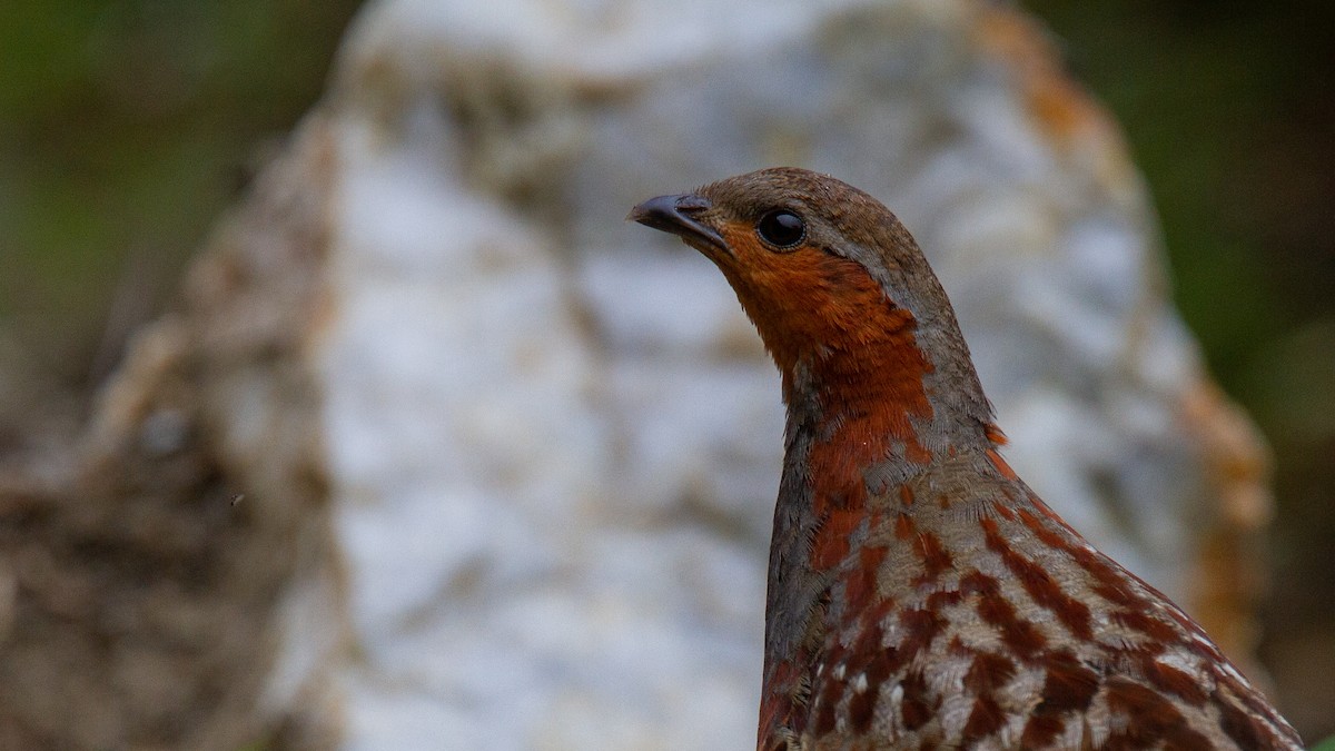 Chinese Bamboo-Partridge - Robert Tizard