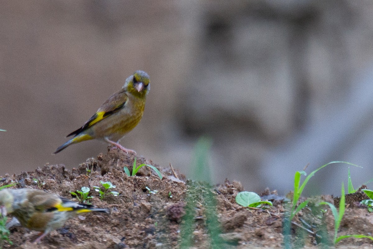 Oriental Greenfinch - Robert Tizard