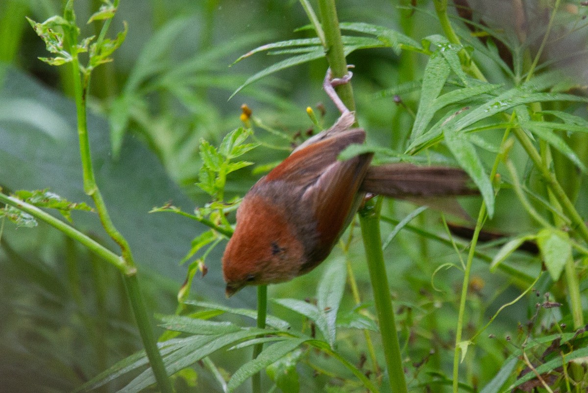 Vinous-throated Parrotbill - ML488837431