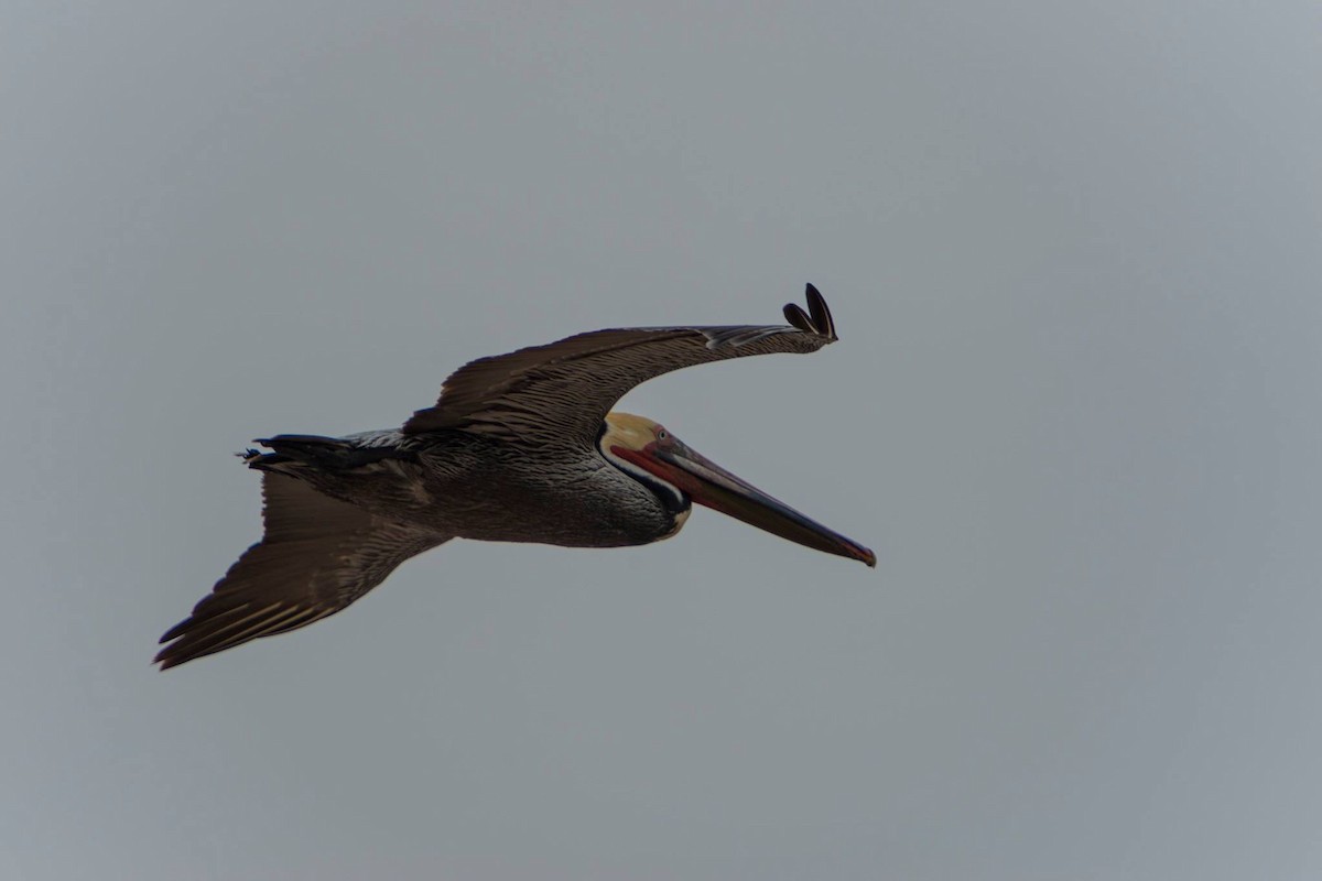 Brown Pelican - ML48883751