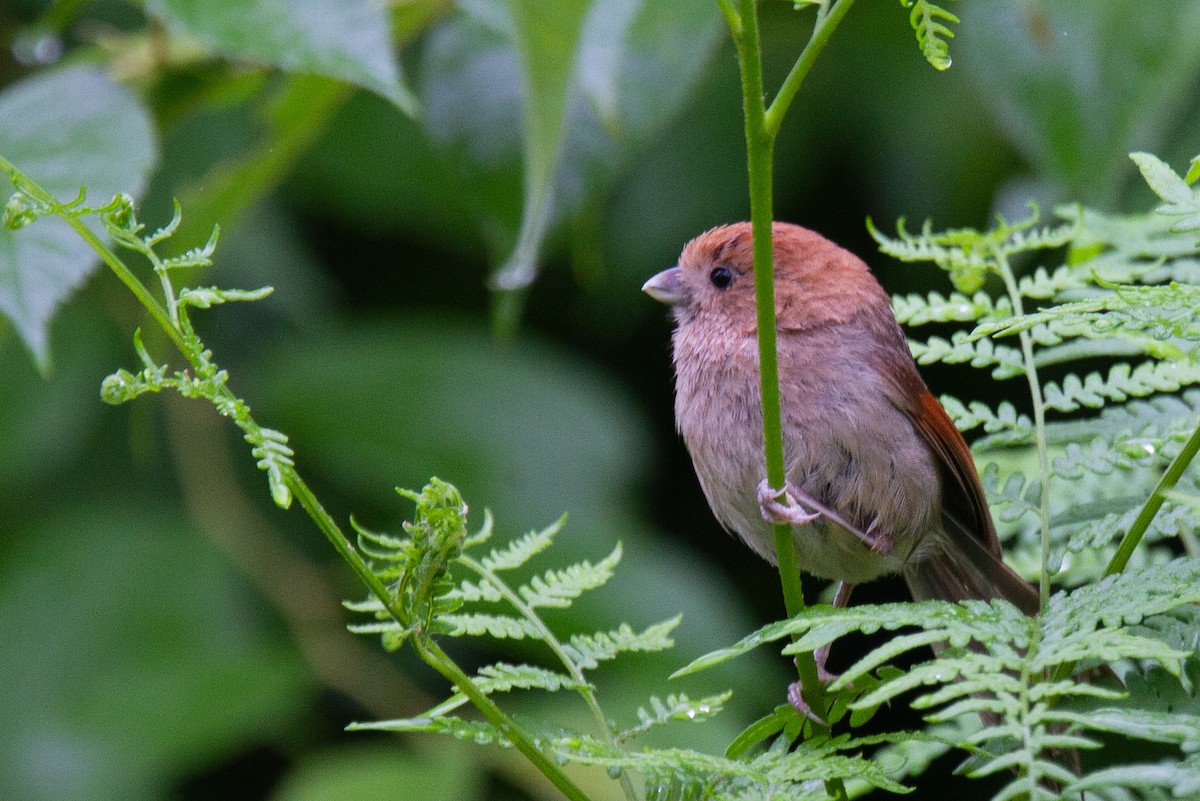 Vinous-throated Parrotbill - ML488837741