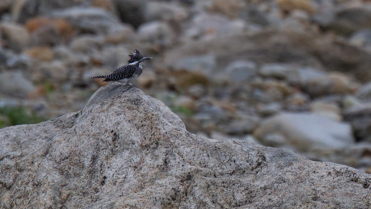 Crested Kingfisher - ML488837821