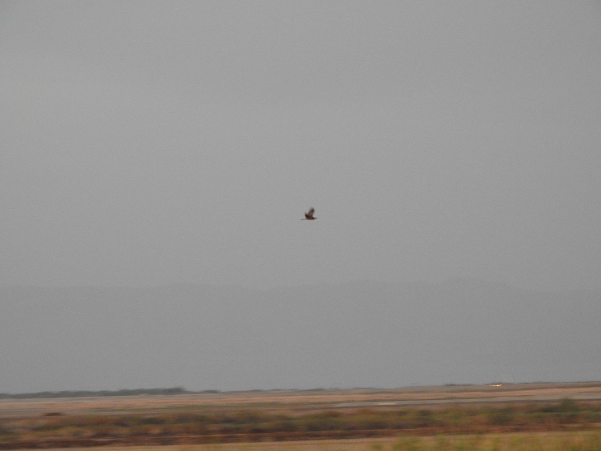 American Bittern - ML488837881