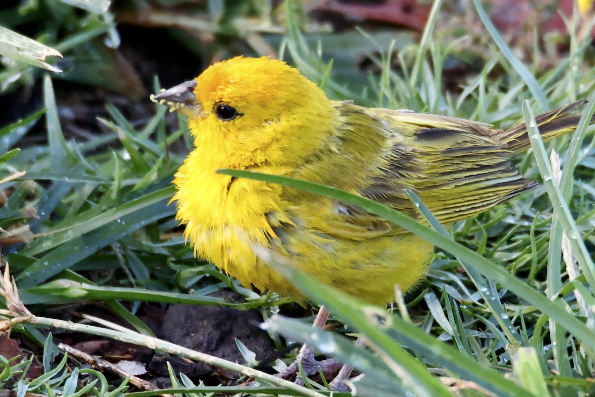 Saffron Finch - ML488838621