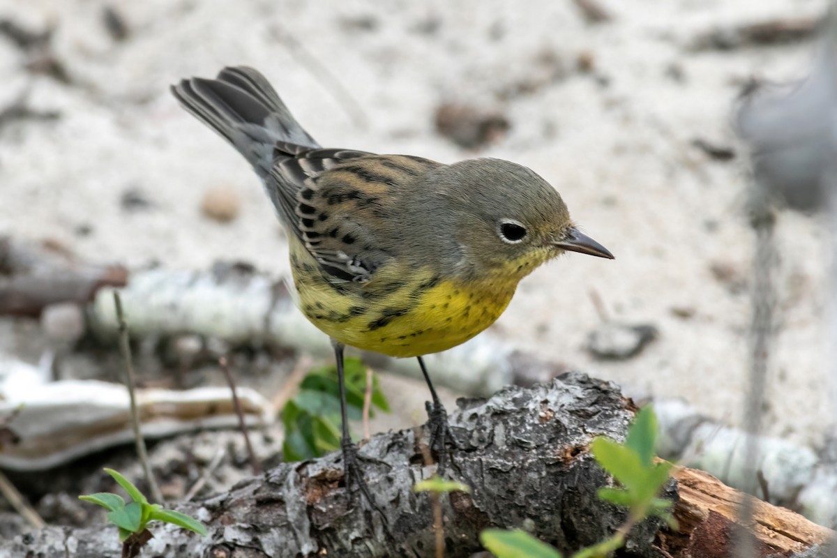 Kirtland's Warbler - ML488840061