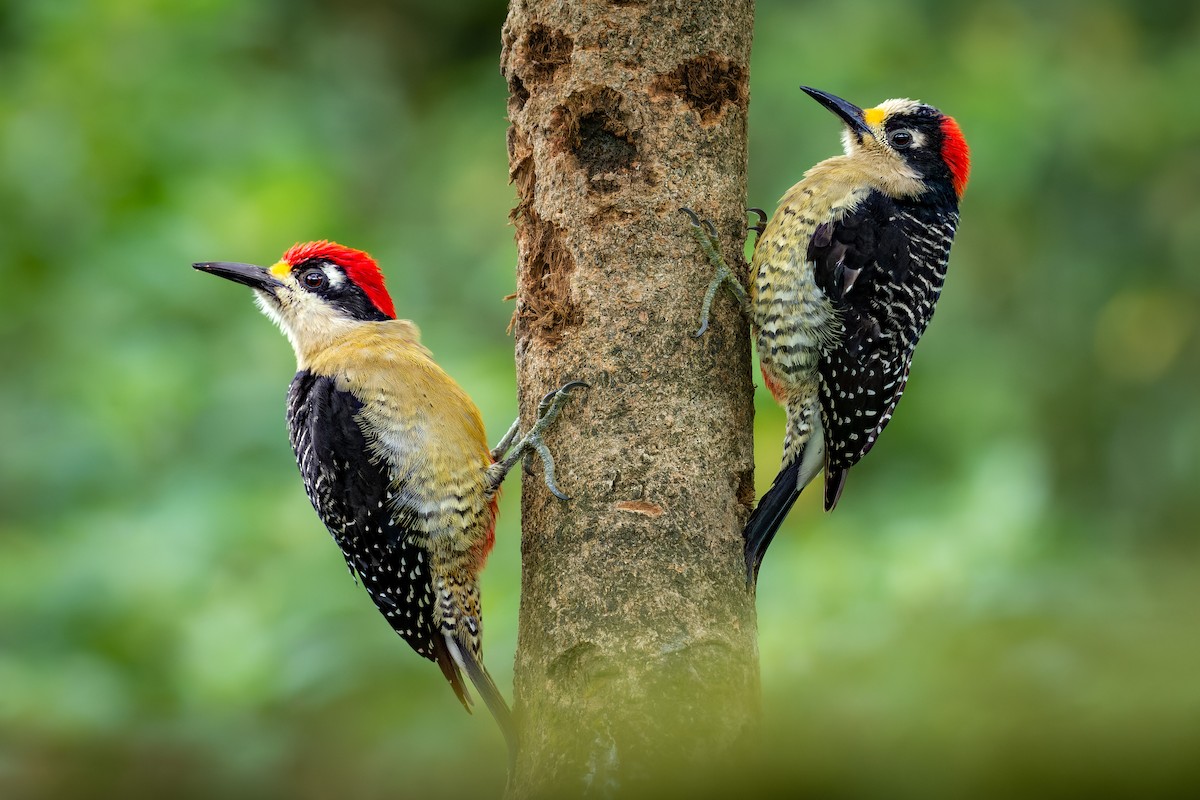 Black-cheeked Woodpecker - Alexander Montero