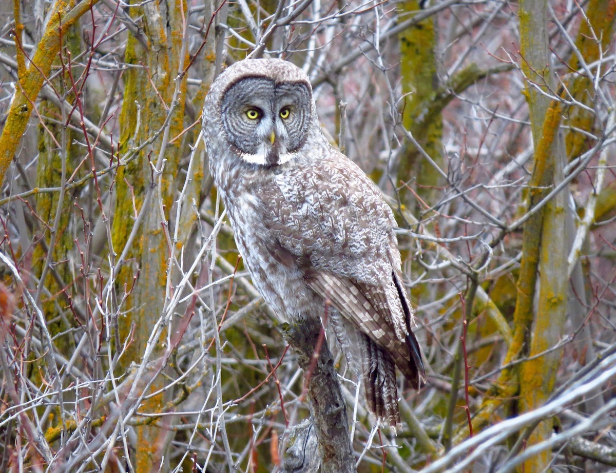 Great Gray Owl - ML48884071