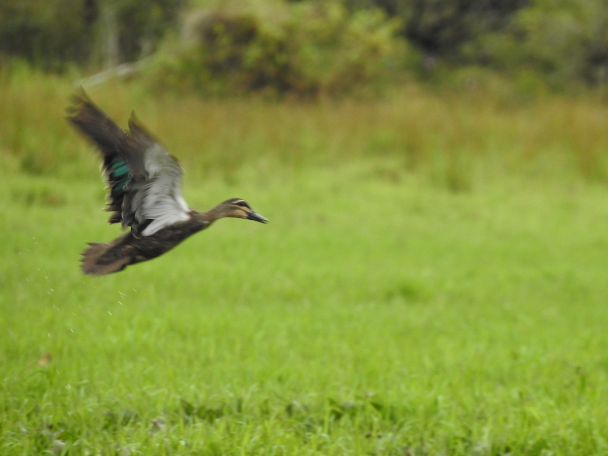 Pacific Black Duck - ML488841731