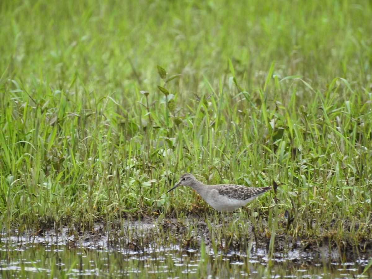 Marsh Sandpiper - ML488841751