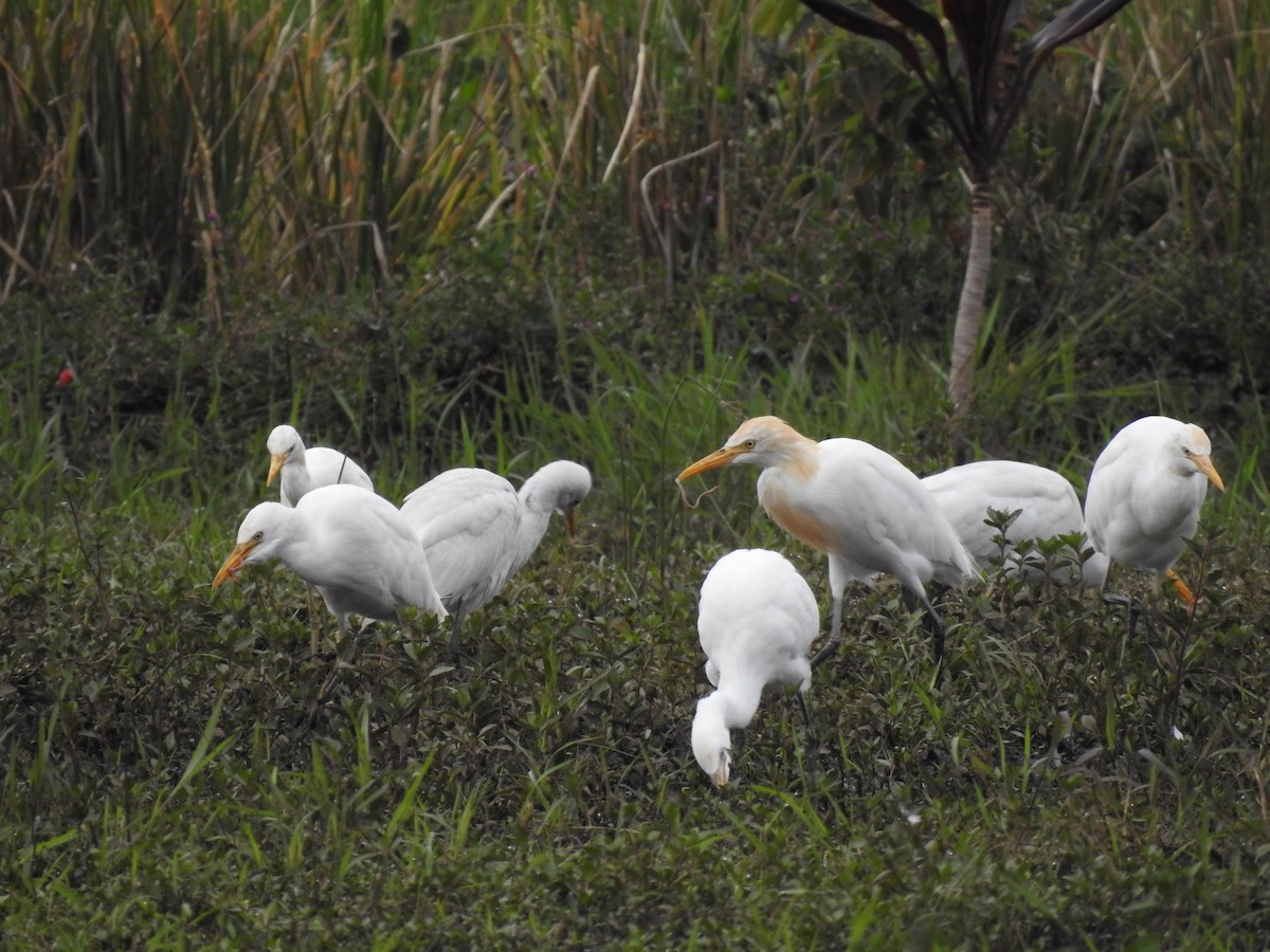 Eastern Cattle Egret - ML488841881