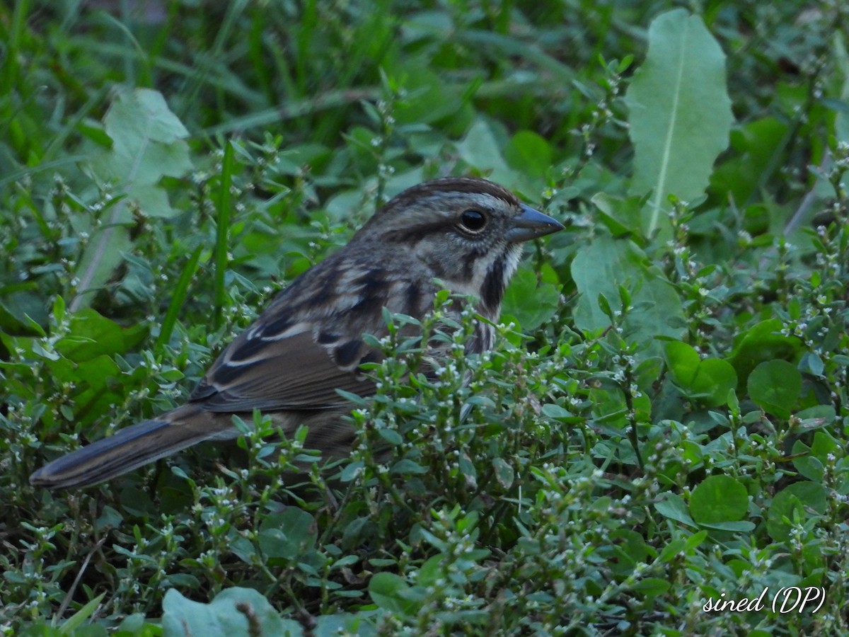 Song Sparrow - ML488842671