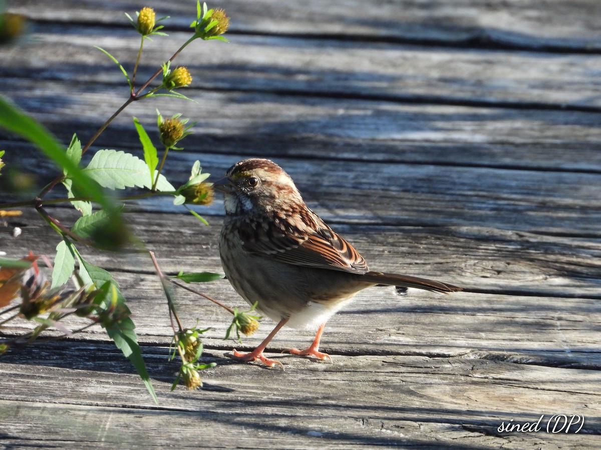 White-throated Sparrow - Denis Provencher COHL