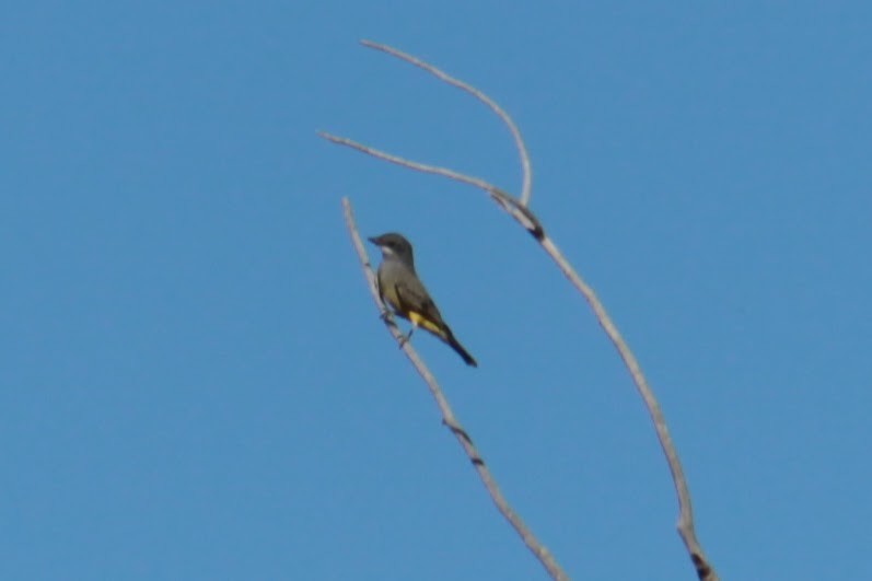 Cassin's Kingbird - ML488842781