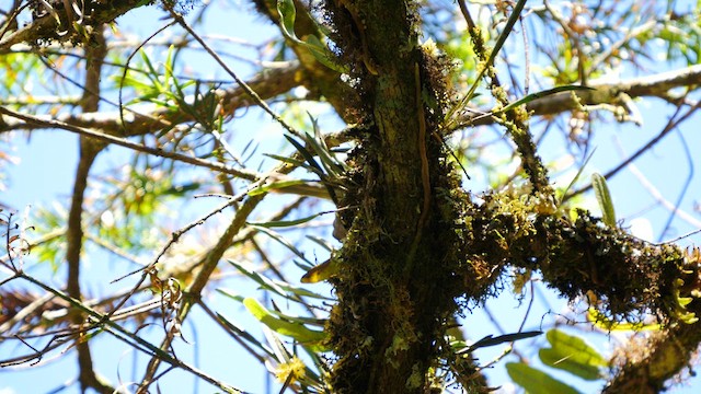 Greenish Tyrannulet - ML488845