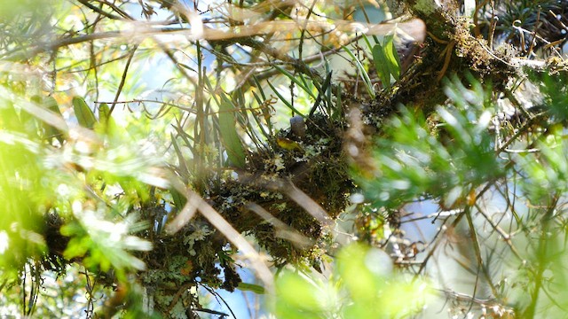 Greenish Tyrannulet - ML488846