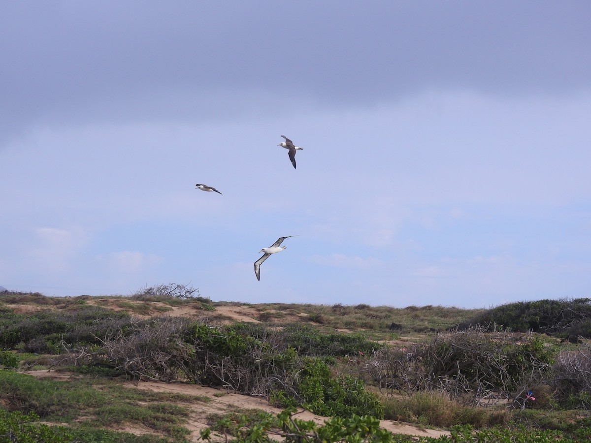 Laysan Albatross - ML48884641