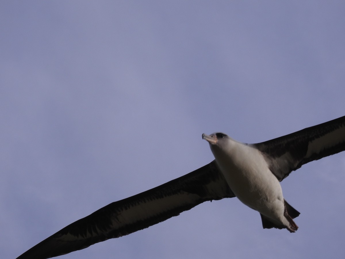 Laysan Albatross - ML48884651