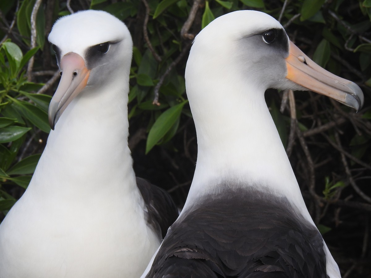 Albatros de Laysan - ML48884671