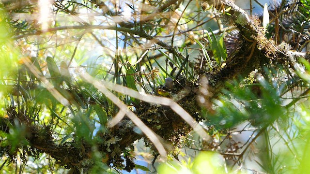 Greenish Tyrannulet - ML488848