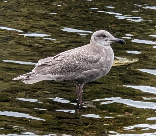 Glaucous-winged Gull - Franklin Haas
