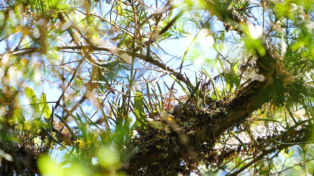 Greenish Tyrannulet - ML488849