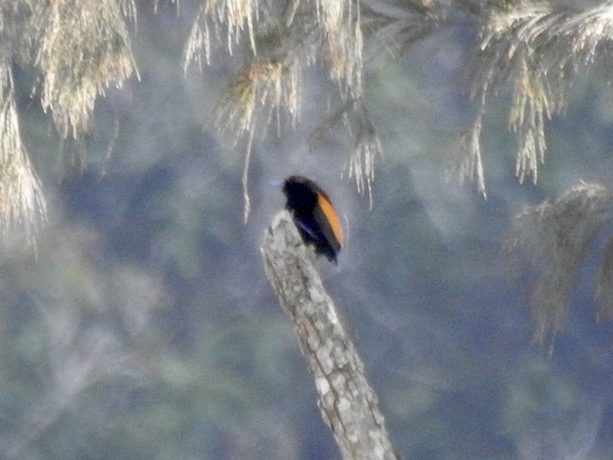 Magnificent Bird-of-Paradise - ML488849391