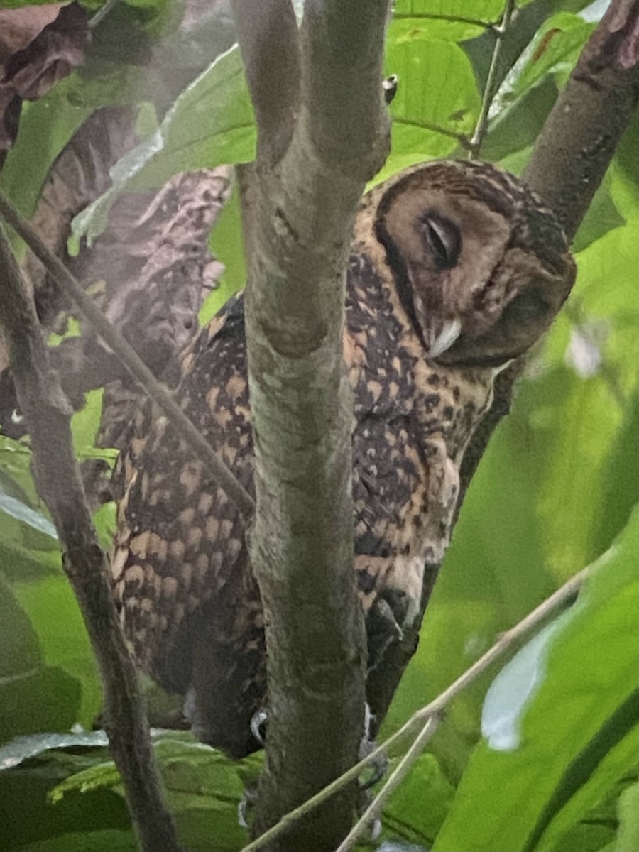 Golden Masked-Owl - ML488849811