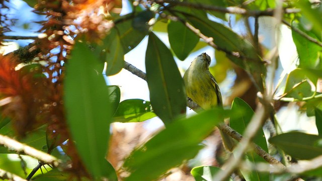 Greenish Tyrannulet - ML488851