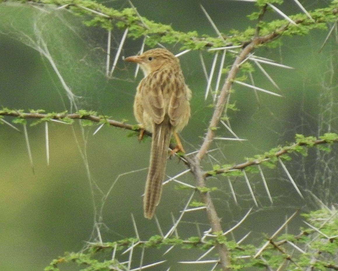 Common Babbler - Ajay Sivakumar