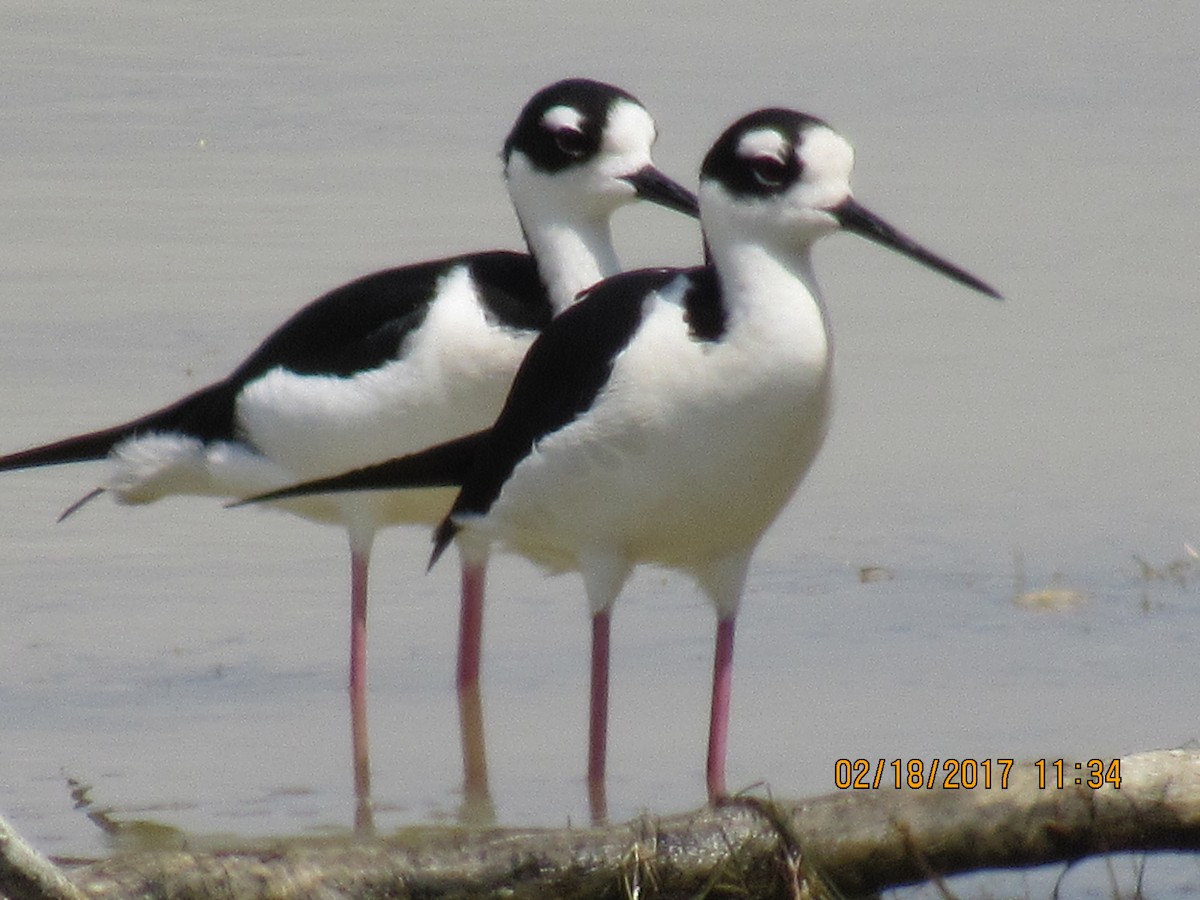 Black-necked Stilt - Vivian F. Moultrie