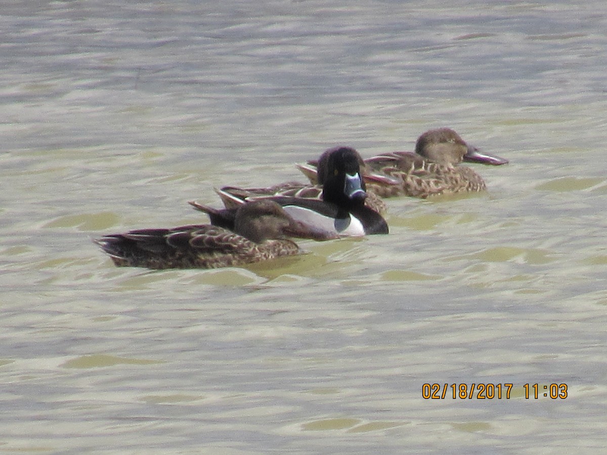 Northern Shoveler - ML48885291