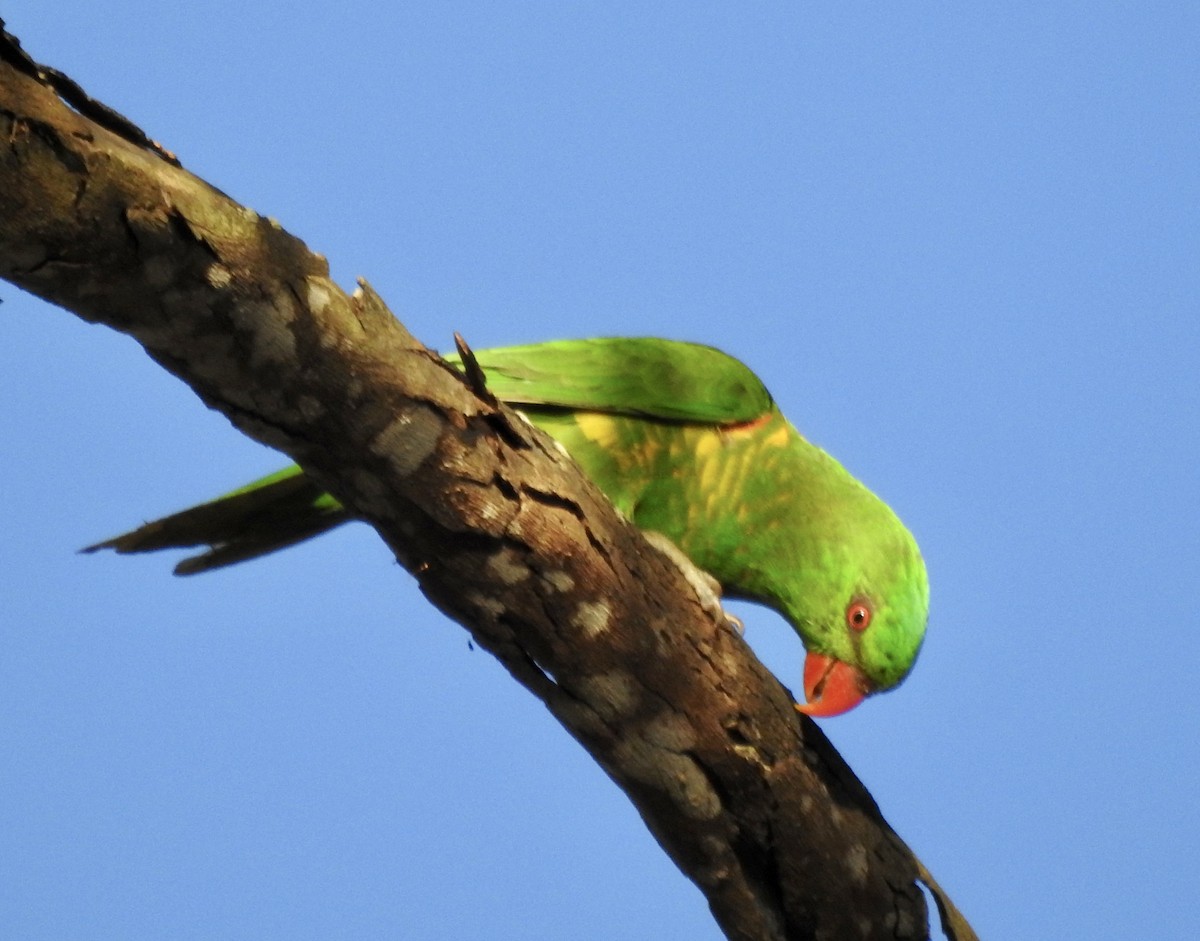 Scaly-breasted Lorikeet - ML488853031