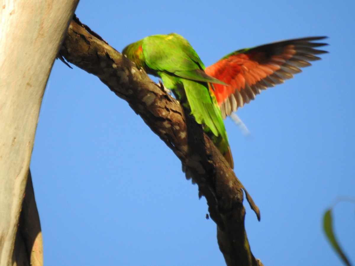 Scaly-breasted Lorikeet - ML488853041