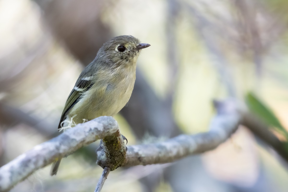 Hutton's Vireo - ML488853341