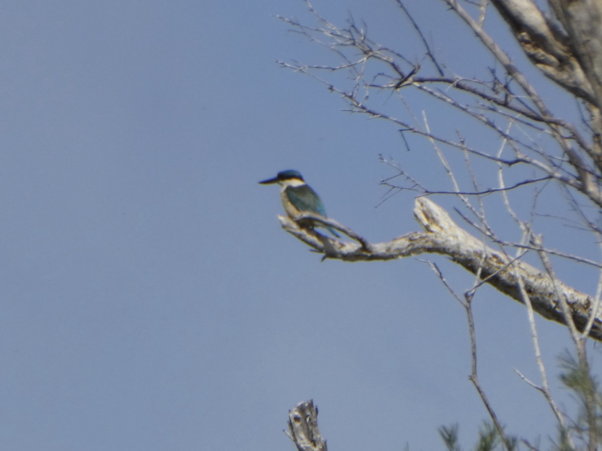 Sacred Kingfisher (Australasian) - ML488853641