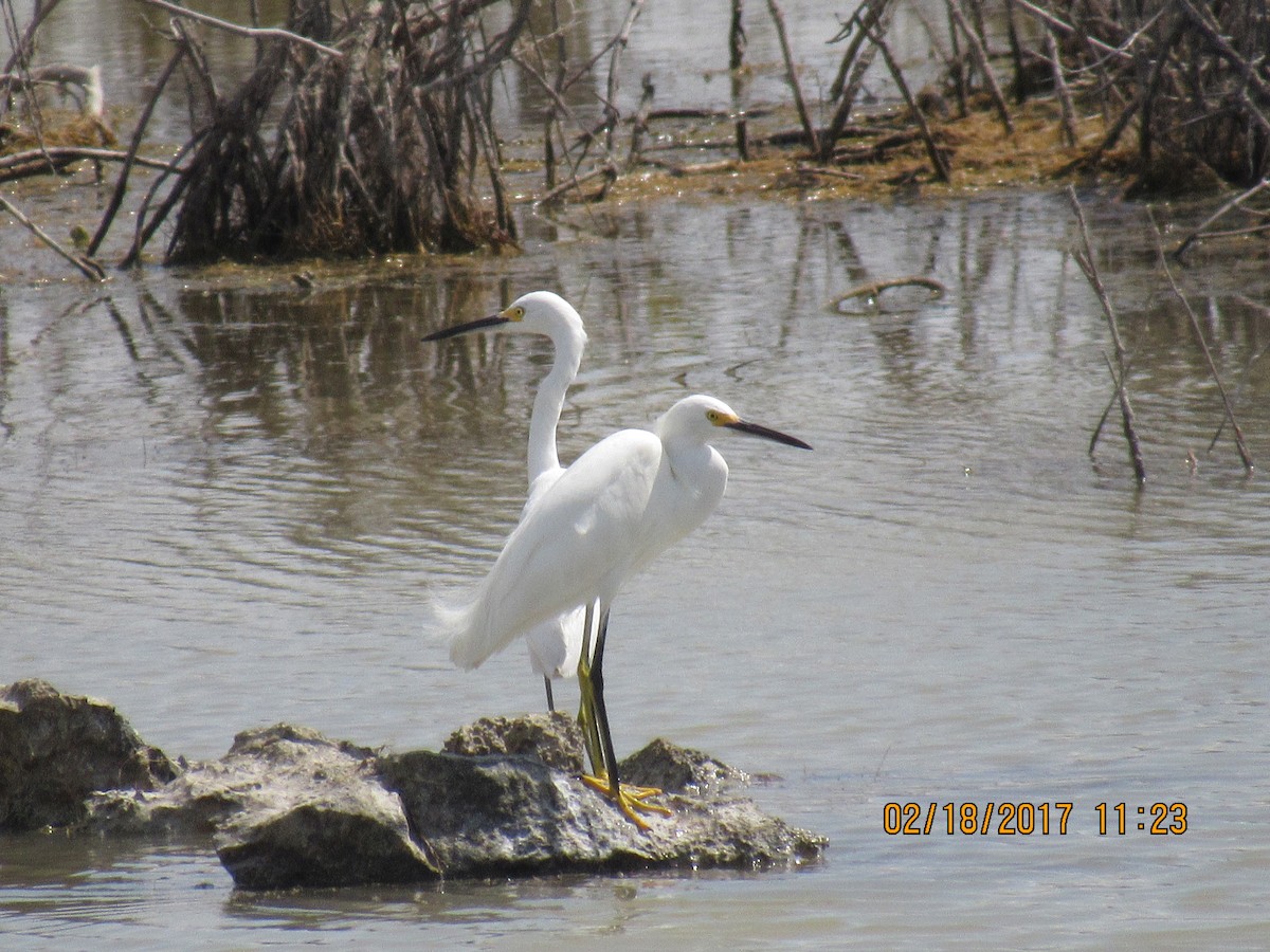 Snowy Egret - Vivian F. Moultrie