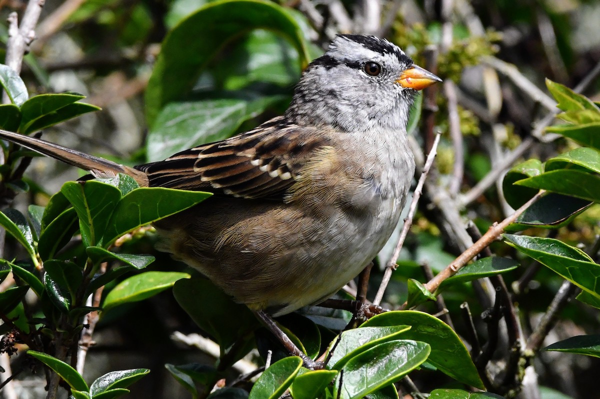 White-crowned Sparrow - ML488855671
