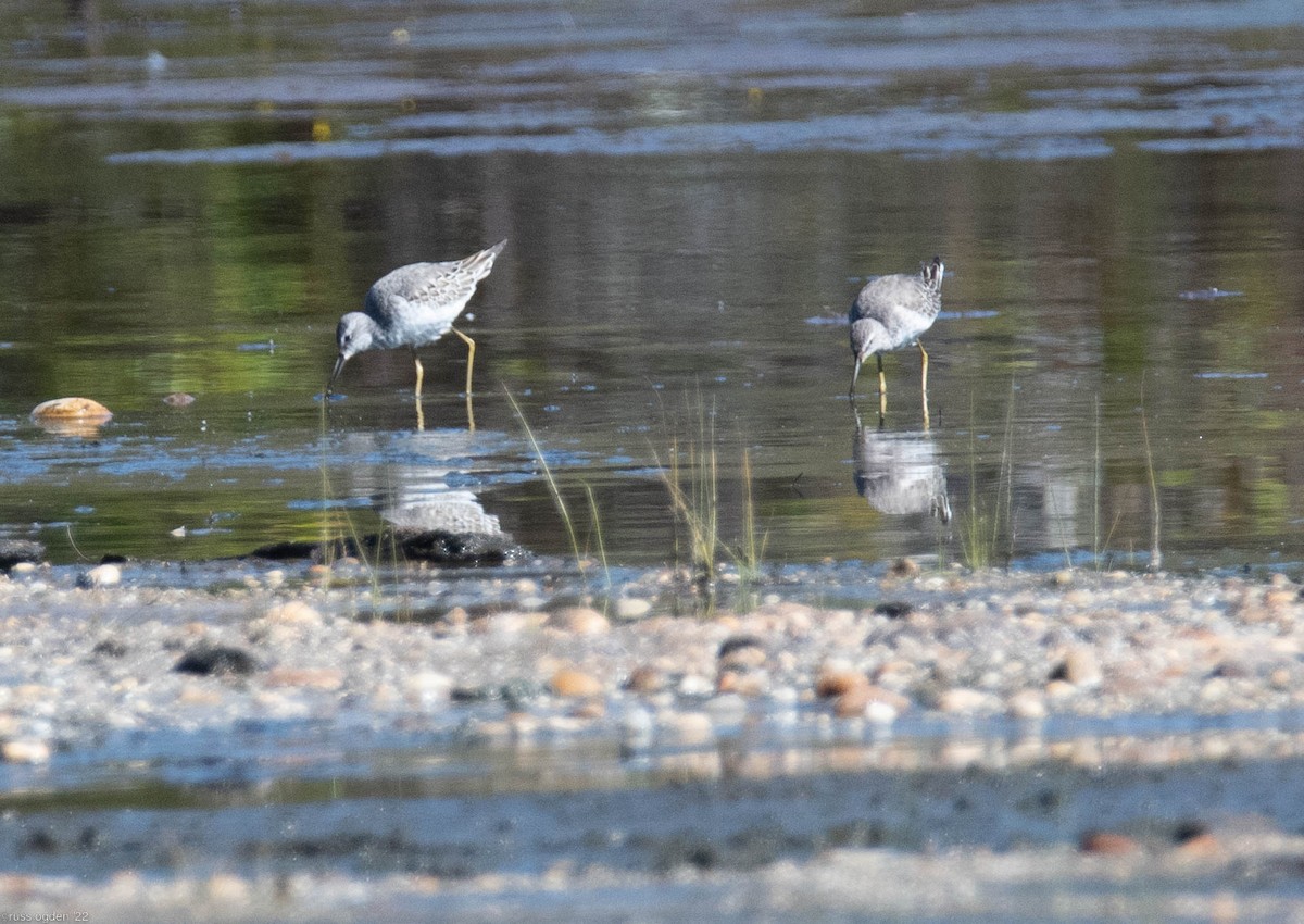 Stilt Sandpiper - ML488856341
