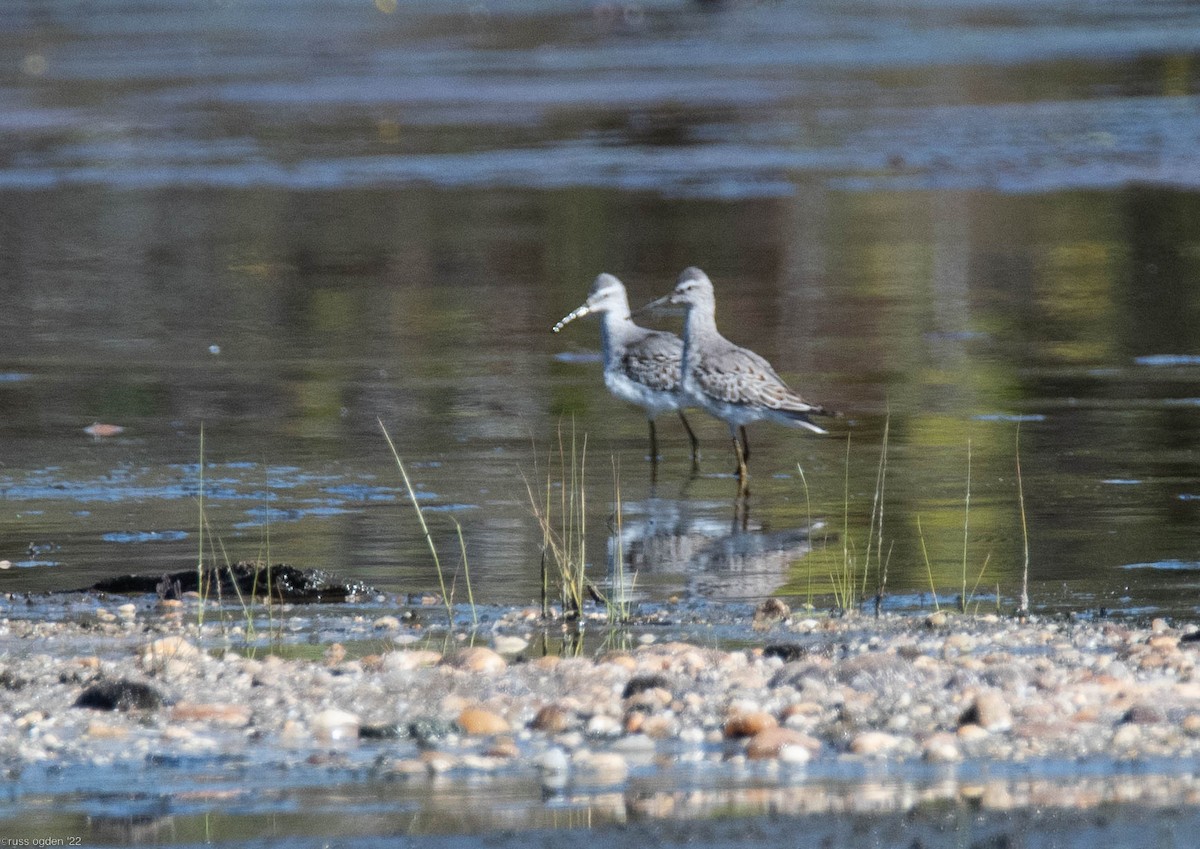 Stilt Sandpiper - ML488856381