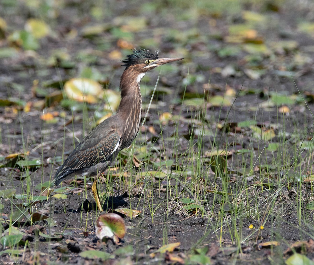 Green Heron - ML488856601