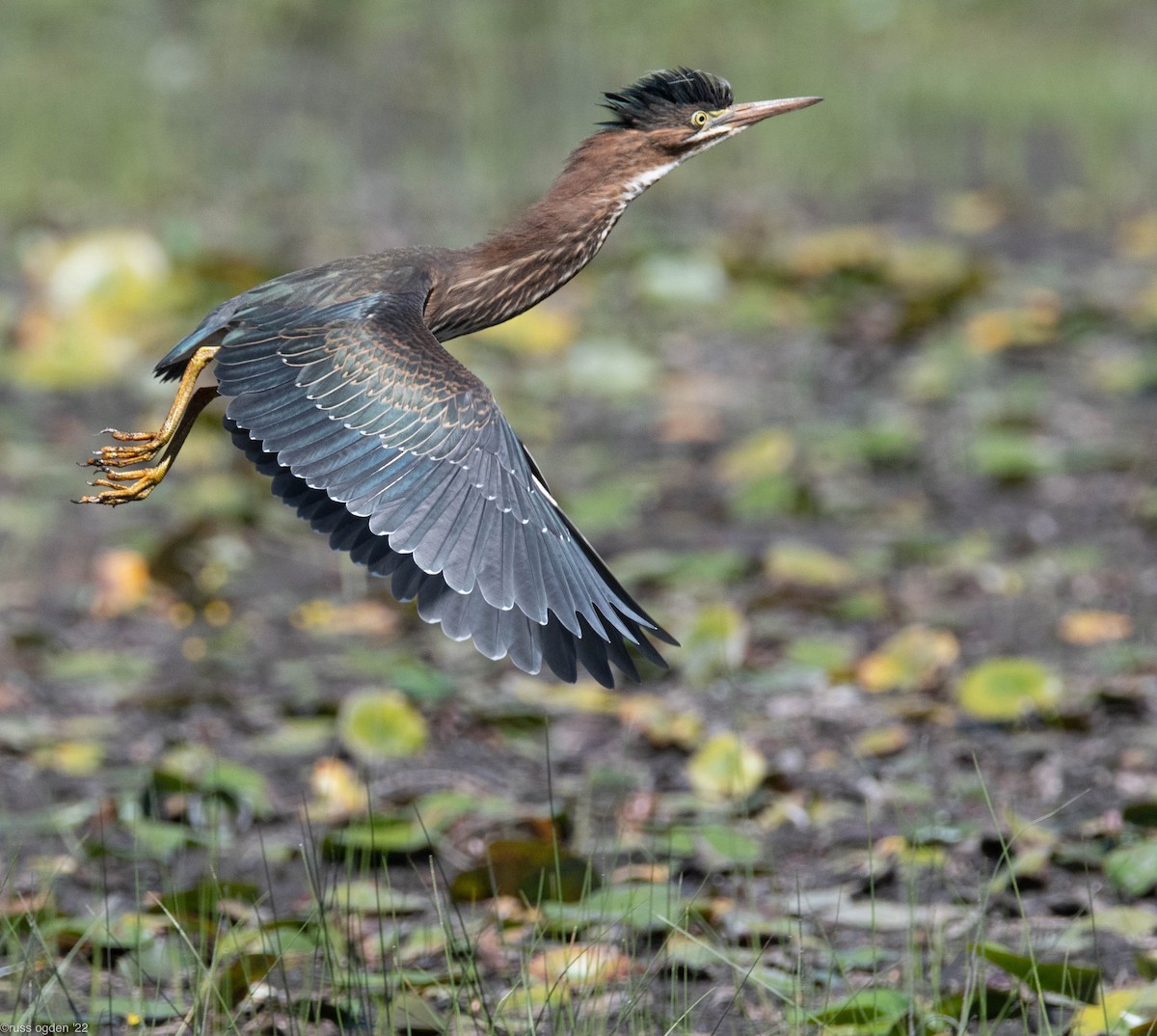 Green Heron - russ ogden