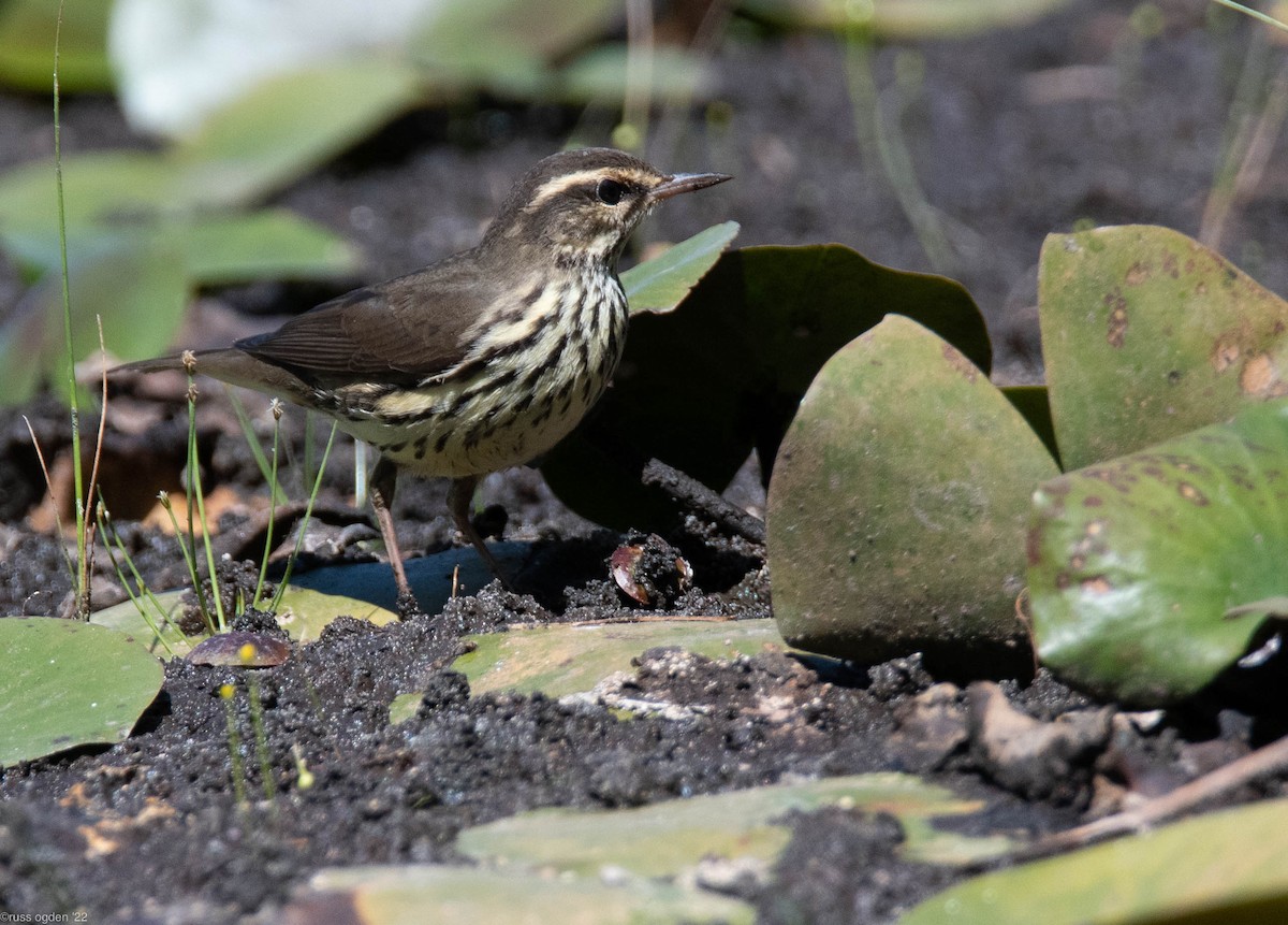 Northern Waterthrush - ML488856821