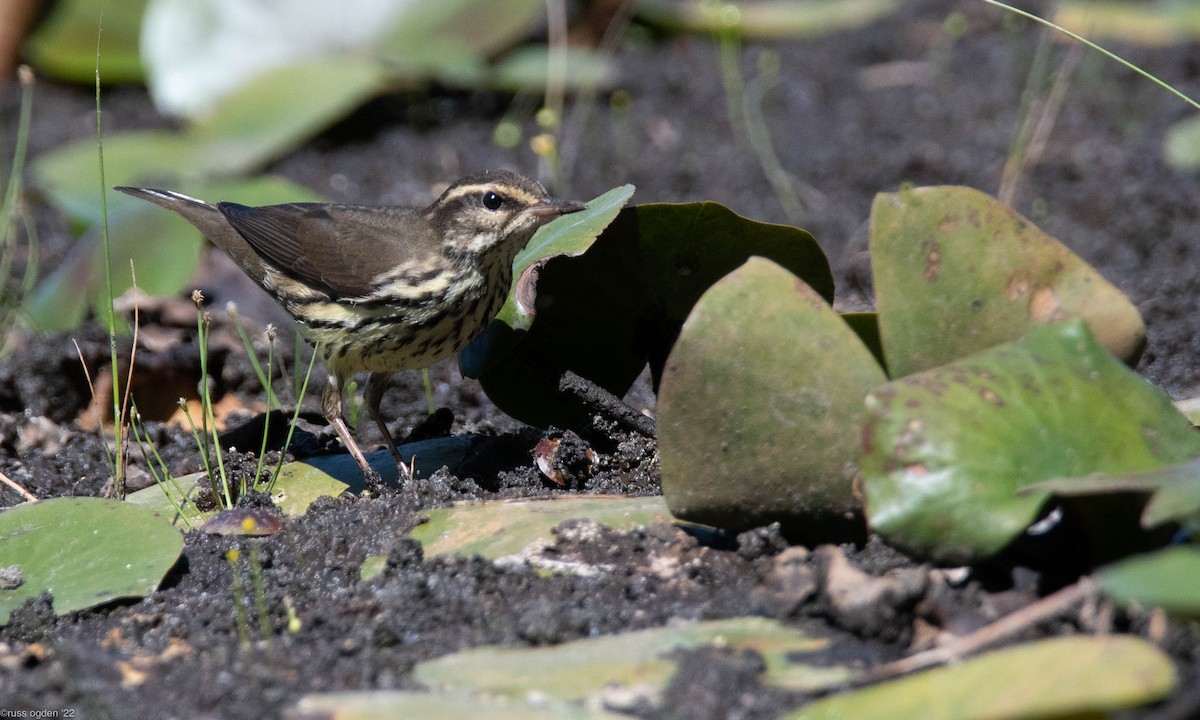 Northern Waterthrush - ML488856841